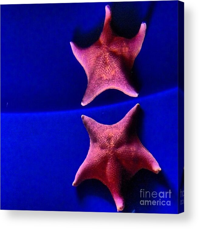 Star Fish Acrylic Print featuring the photograph Seeing Double by Denise Railey