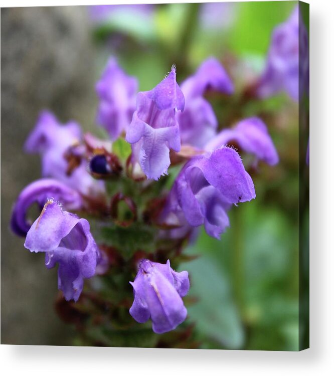 Photograph Acrylic Print featuring the photograph Selfheal Up Close by M E