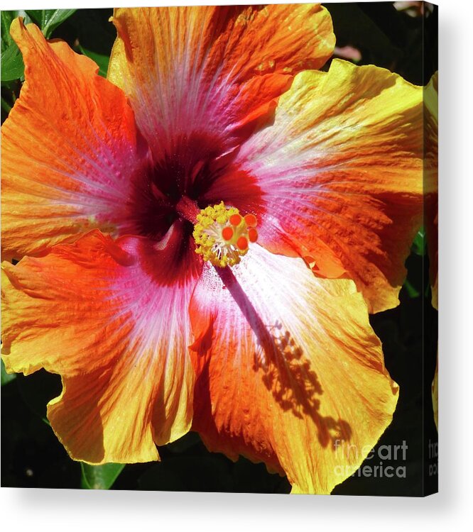 Hibiscus Acrylic Print featuring the photograph Sex on the Beach Hibiscus by Jean Wright