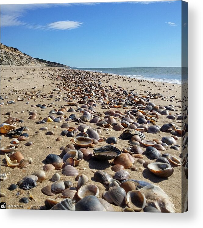 Shells Acrylic Print featuring the photograph Shells by Miguel Angel