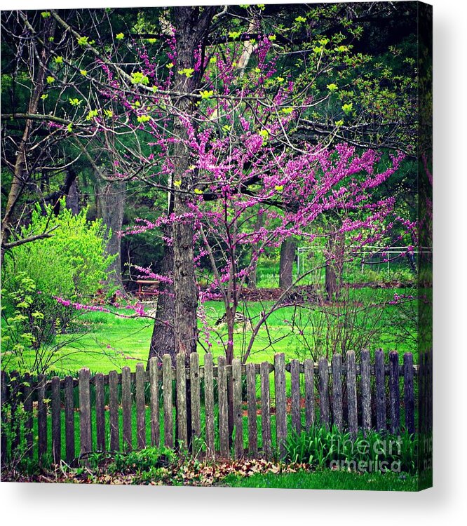 America Acrylic Print featuring the photograph Simplicity by Frank J Casella