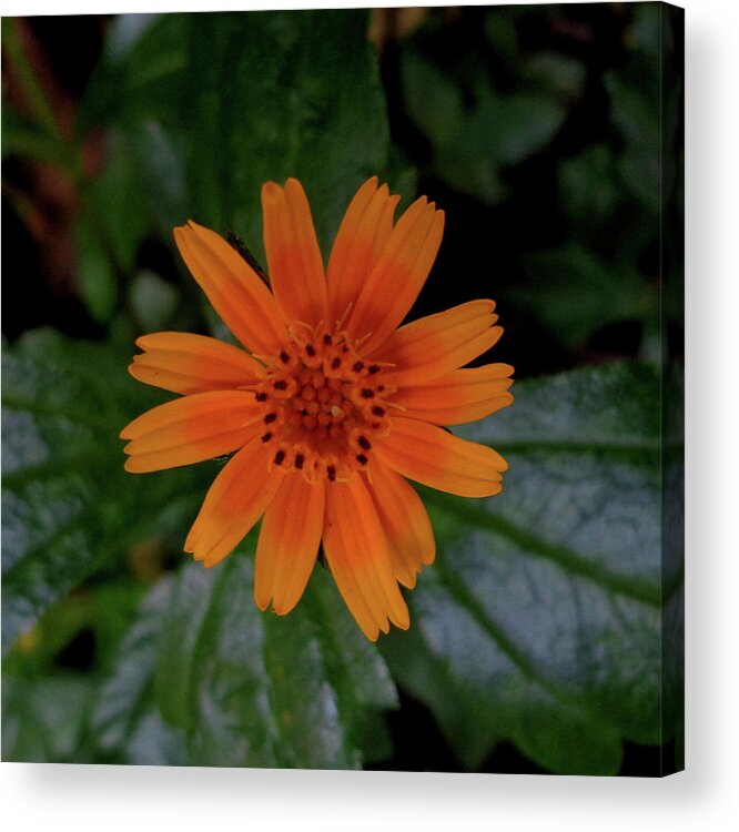India Acrylic Print featuring the photograph Singapore or creeping daisy by Misentropy