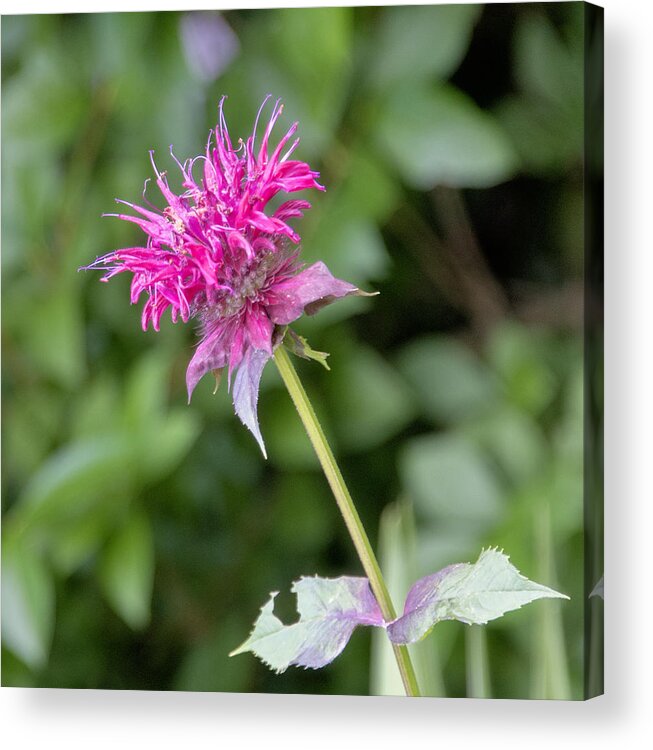 Flower Acrylic Print featuring the photograph Single Flower by Roni Chastain
