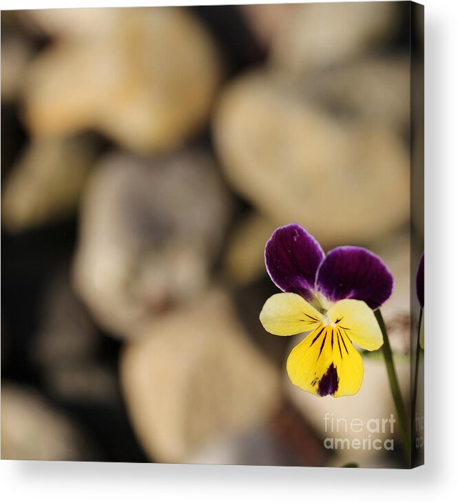 Pansy Acrylic Print featuring the photograph Single Pansy by David Frederick