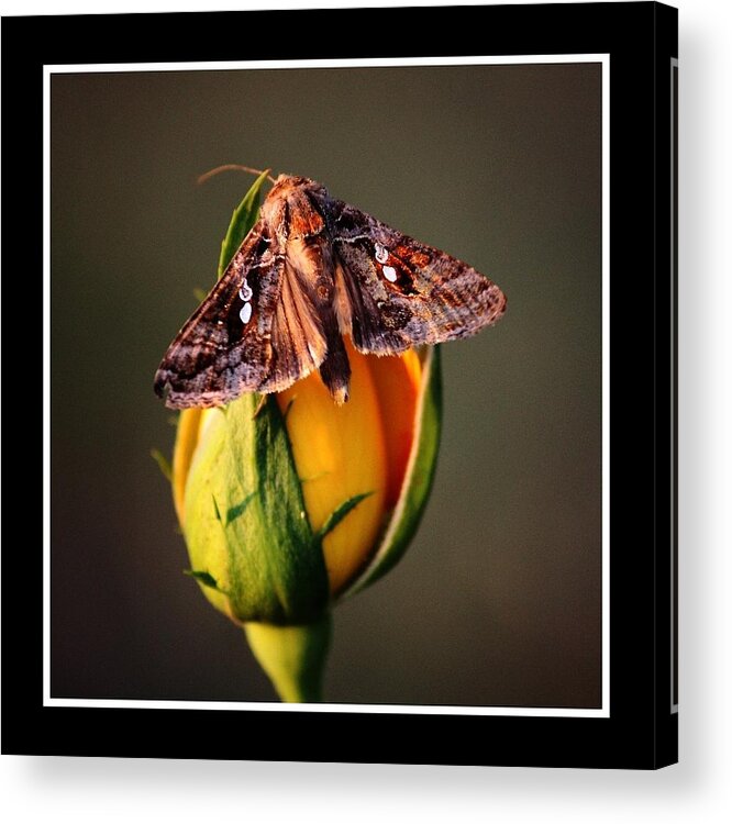 Rose Acrylic Print featuring the photograph Sitting Pretty by KayeCee Spain