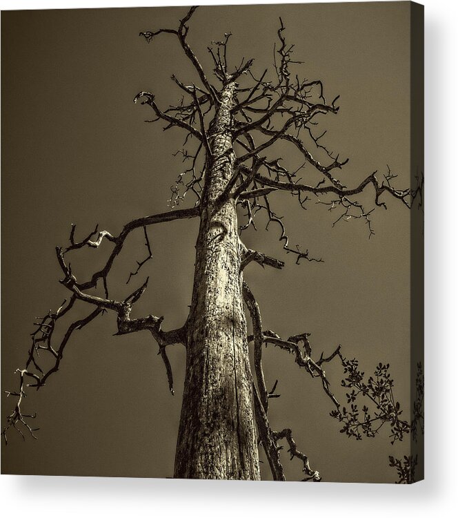 Pictorial Acrylic Print featuring the photograph Skeletal Tree Sedona Arizona by Roger Passman