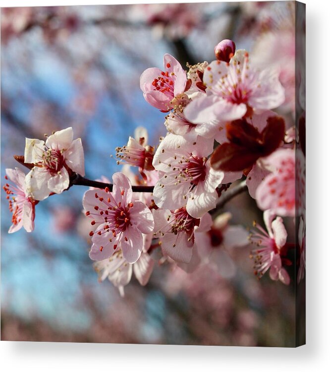 Photography Acrylic Print featuring the photograph Smiling Flowering Plum Tree Blooms by M E
