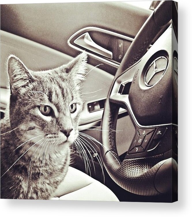 Beautiful Acrylic Print featuring the photograph Smokey Loves The Mercedes Cla Too! by Austin Tuxedo Cat
