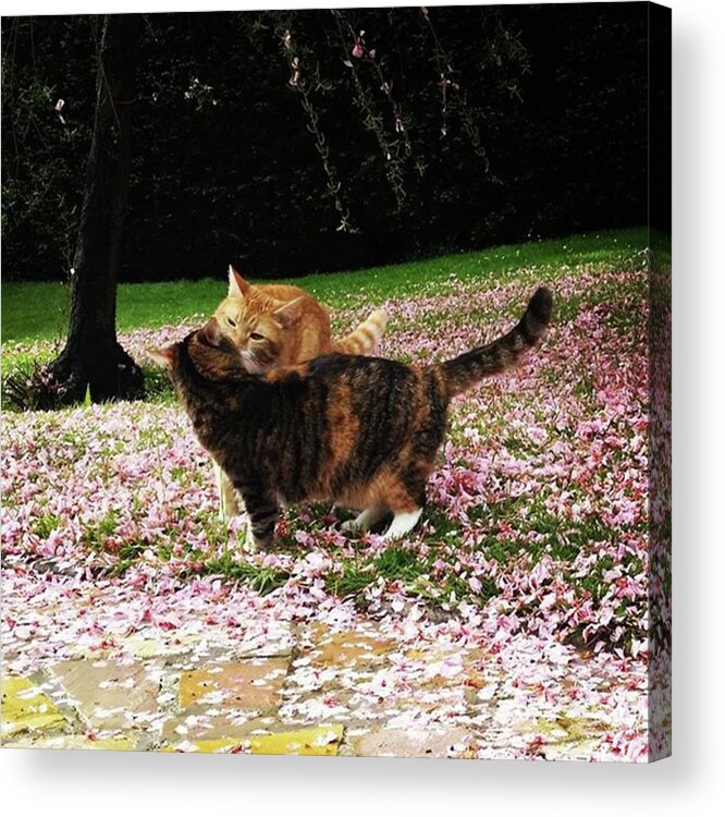 Cat Acrylic Print featuring the photograph Cherry Blossom Kiss by Rowena Tutty