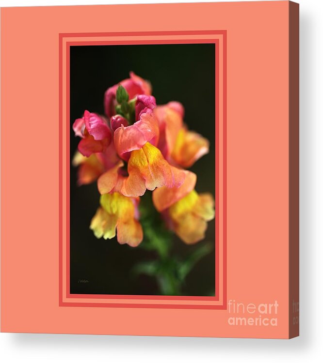 Snapdragon Flower Acrylic Print featuring the photograph Snapdragon Flowers With Design by Joy Watson
