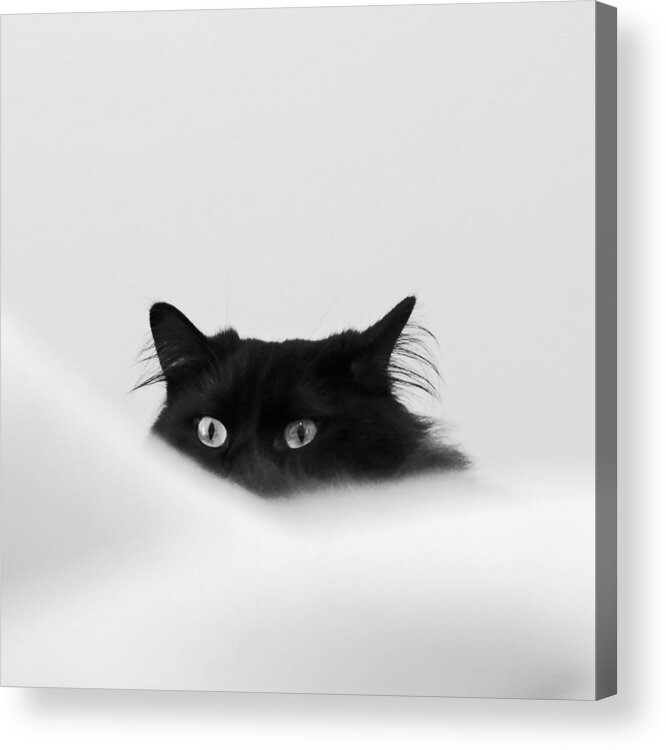 Cat Acrylic Print featuring the digital art Sneaky Cat by Kathleen Illes