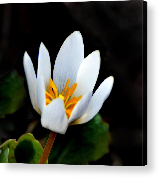Flower Acrylic Print featuring the photograph Snow White Petals by Kathleen Stephens