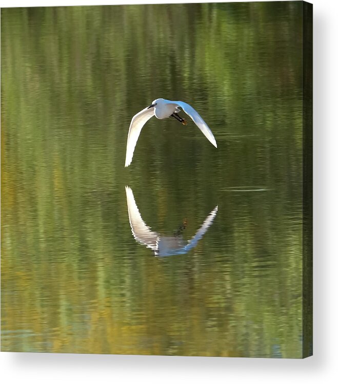 Snowy Egret Acrylic Print featuring the photograph Snowy Egret Flight Reflection by Tam Ryan