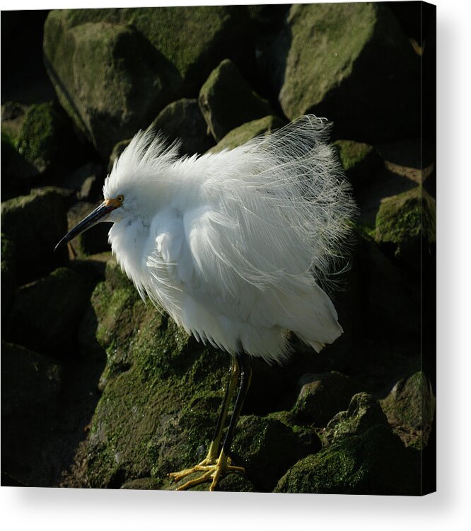 Animals Acrylic Print featuring the photograph Snowy Egret Fluffy by Ernest Echols