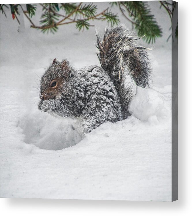 Squirrel Acrylic Print featuring the photograph Snowy Squirrel by Cathy Kovarik