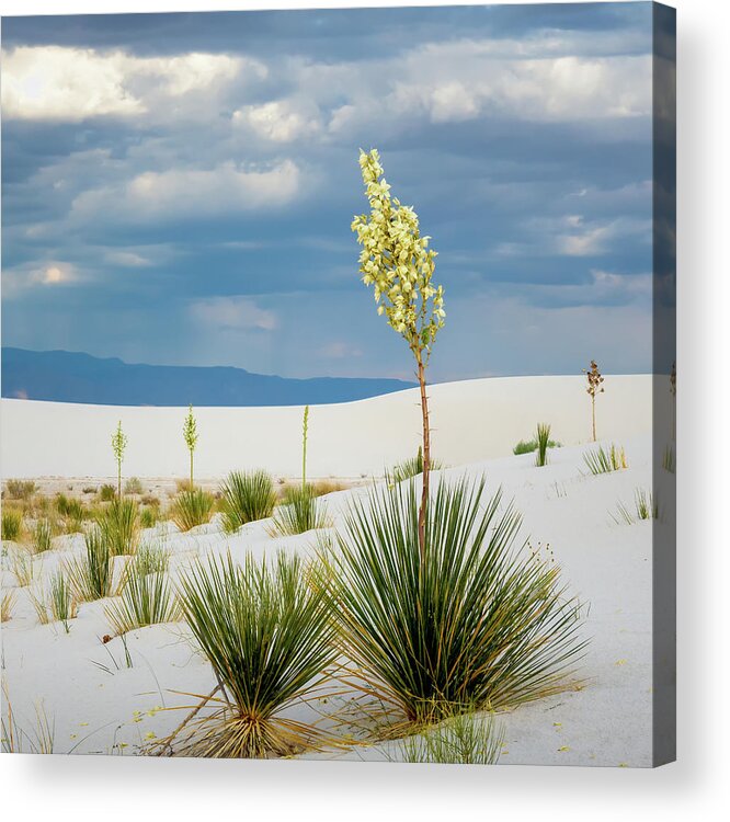 Yucca Acrylic Print featuring the photograph Soaptree Yucca by James Barber