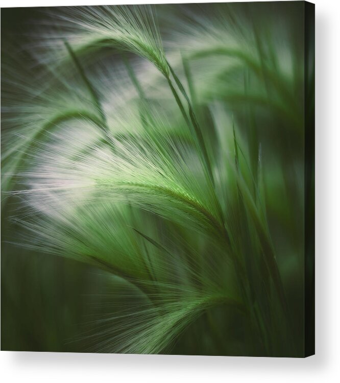 Grass Acrylic Print featuring the photograph Soft Grass by Scott Norris