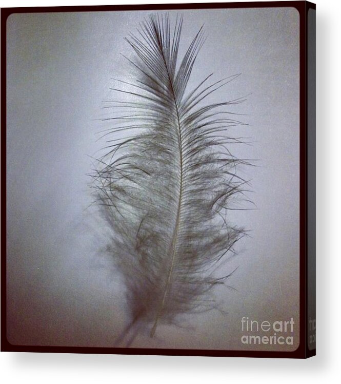 Feather Acrylic Print featuring the photograph Softly As You Go by Denise Railey