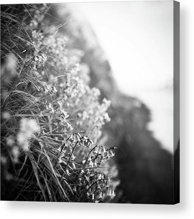  Acrylic Print featuring the photograph Sometimes Beauty Waits To Be Found In by Aleck Cartwright