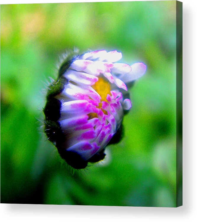 Flowers Acrylic Print featuring the photograph Soon by Roberto Alamino