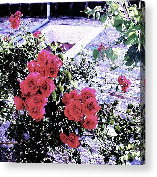 Roses Acrylic Print featuring the photograph Spanish Roses by HweeYen Ong