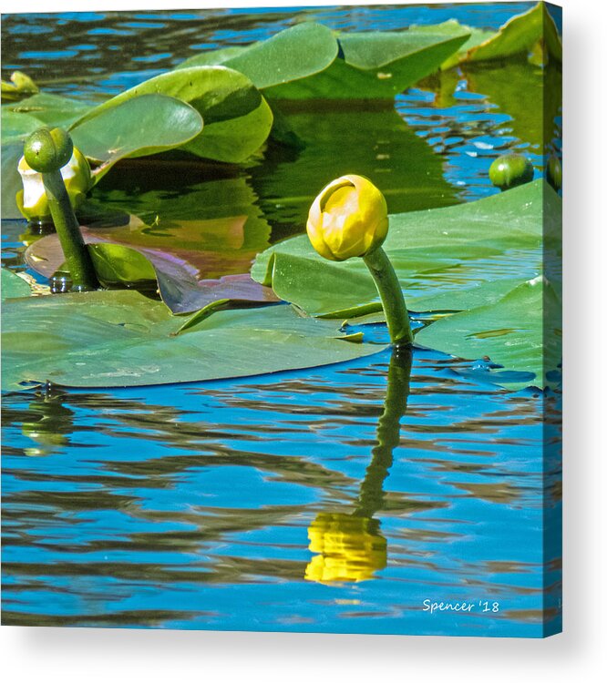 Plant Acrylic Print featuring the photograph Spatterdock Bloom by T Guy Spencer