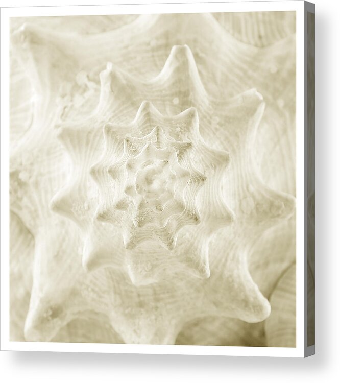 Shell Acrylic Print featuring the photograph Spira mirabilis by Mark Fuller