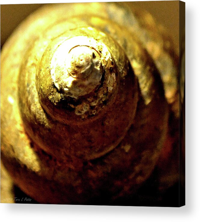 Shell Acrylic Print featuring the photograph Spiral Shell by Tara Potts