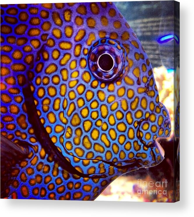 Fish Acrylic Print featuring the photograph Spots Galore by Denise Railey