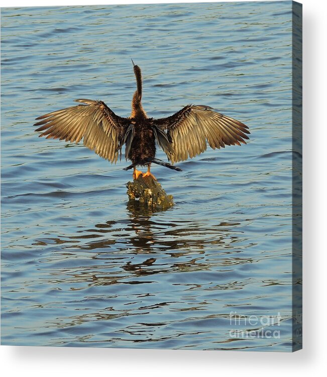 Bird Acrylic Print featuring the photograph Spreading My Wings by Mim White