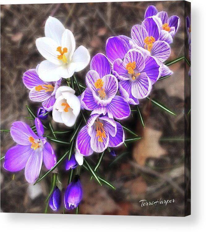 Crocus Acrylic Print featuring the photograph Spring Beauties by Terri Harper