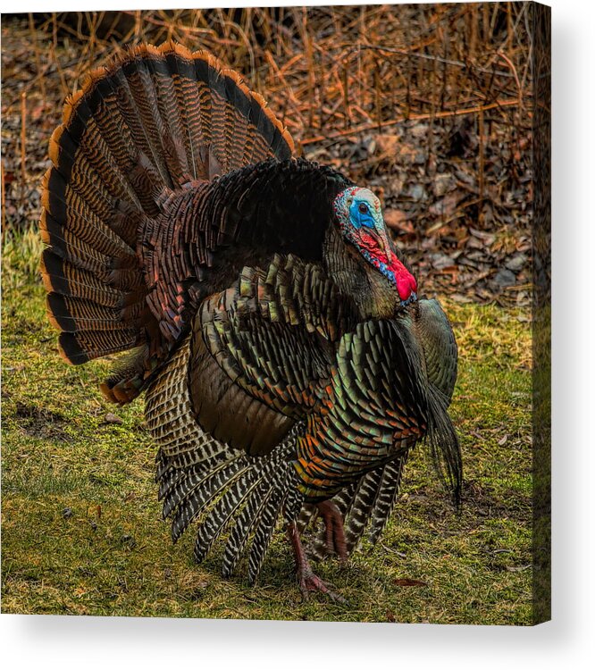 Wild Turkey Acrylic Print featuring the photograph Spring Gobbler by Dale Kauzlaric
