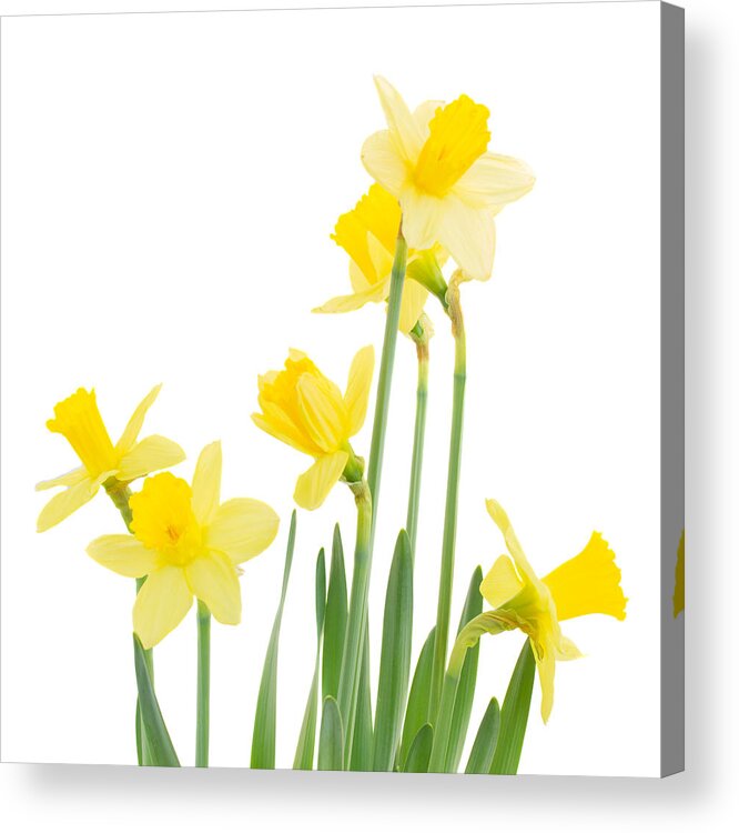 Narcissus Acrylic Print featuring the photograph Spring Growing Daffodils by Anastasy Yarmolovich
