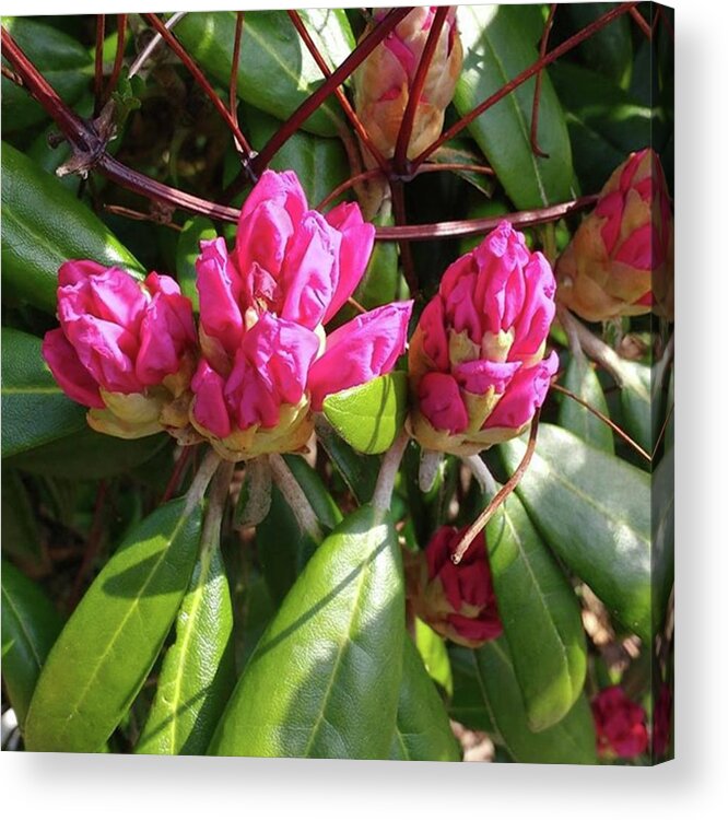 Sightstosee Acrylic Print featuring the photograph Spring Is In Bloom! by Lauren Julia Mckinney