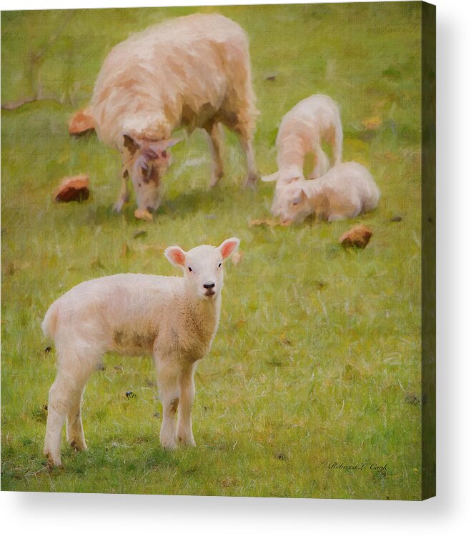 Spring Lamb Acrylic Print featuring the photograph Spring Lamb by Bellesouth Studio