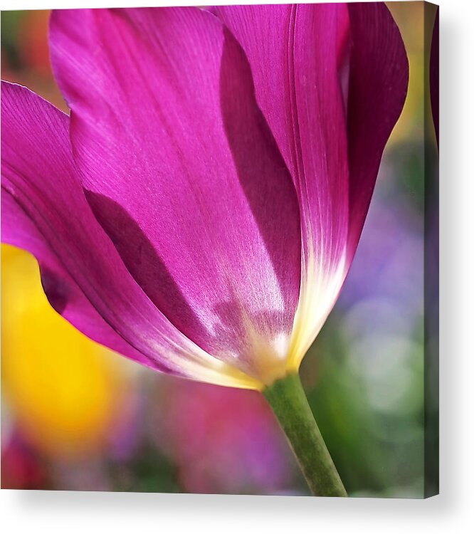 Flower Acrylic Print featuring the photograph Spring Tulip by Rona Black
