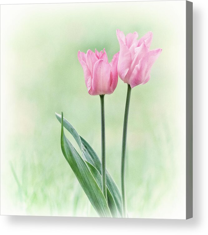 Tulips Acrylic Print featuring the photograph Spring Tulips by Angie Vogel