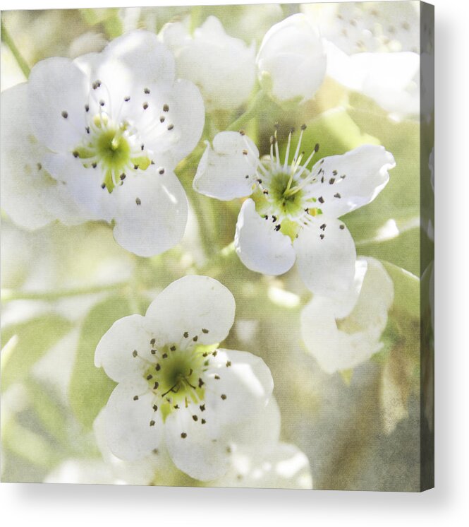 Springtime Acrylic Print featuring the photograph Springtime by Judy Hall-Folde