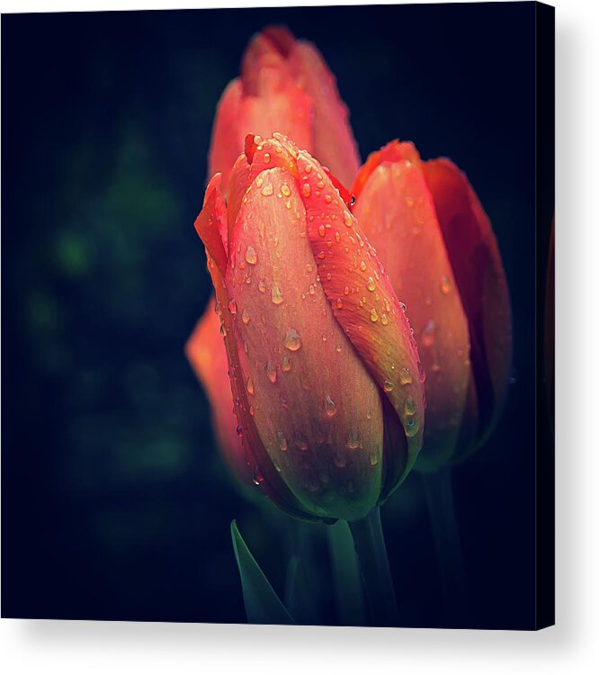 Tulips Acrylic Print featuring the photograph Springtime Orange Tulips with Drops by Julie Palencia