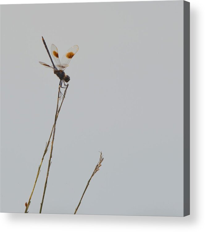 Dragonfly Acrylic Print featuring the photograph St. Marks Dragonfly by Carla Parris