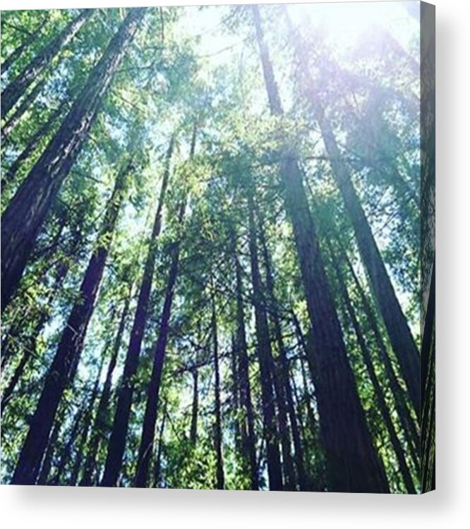 Ca Acrylic Print featuring the photograph Stand Straight
#mobileprints #woods by Sunny White