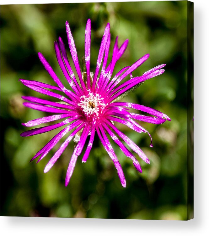 Flower Acrylic Print featuring the photograph Starburst of the Wildflowers by John Haldane