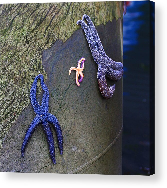 Homer Acrylic Print featuring the photograph Starfish Gathering by Art Block Collections