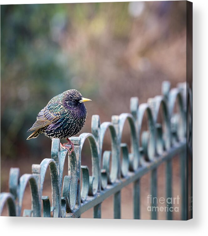 Starling Acrylic Print featuring the photograph Starling juvenile male by Jane Rix