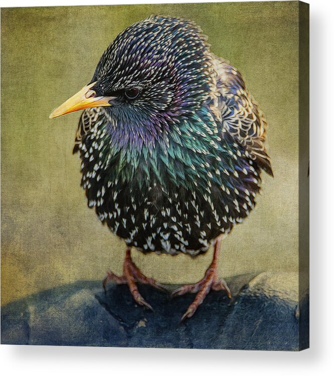 Starling Acrylic Print featuring the photograph Starling Square Format by Cathy Kovarik