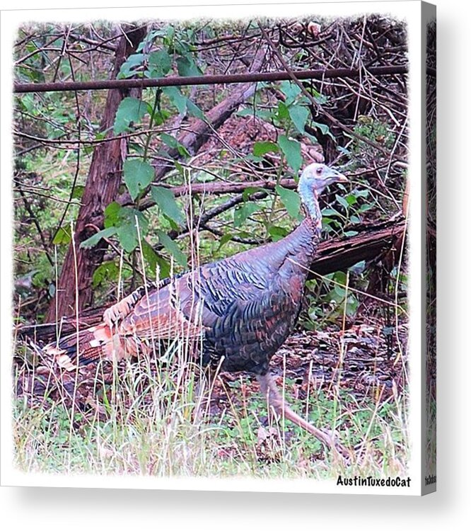 Keepaustinweird Acrylic Print featuring the photograph Stay Safe Ms. #turkey! It Is Almost by Austin Tuxedo Cat