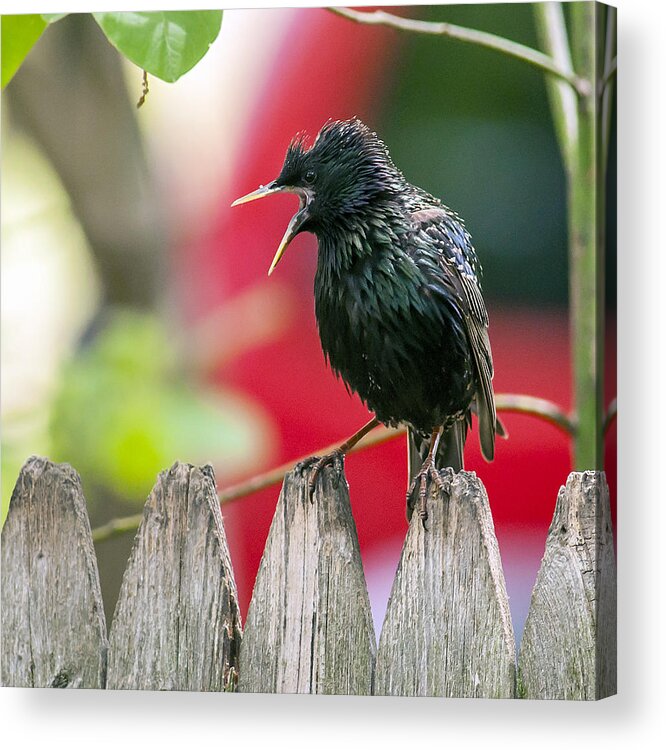 Starling Acrylic Print featuring the photograph Still Squawking by Cathy Kovarik