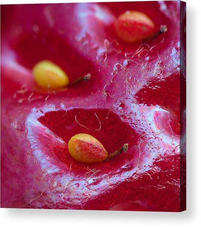 Strawberry Acrylic Print featuring the photograph Strawberry fields by Alexey Kljatov