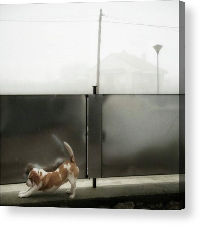 Landscape Acrylic Print featuring the photograph Stretching Dog
#dogsofinstagram #dogs by Rafa Rivas