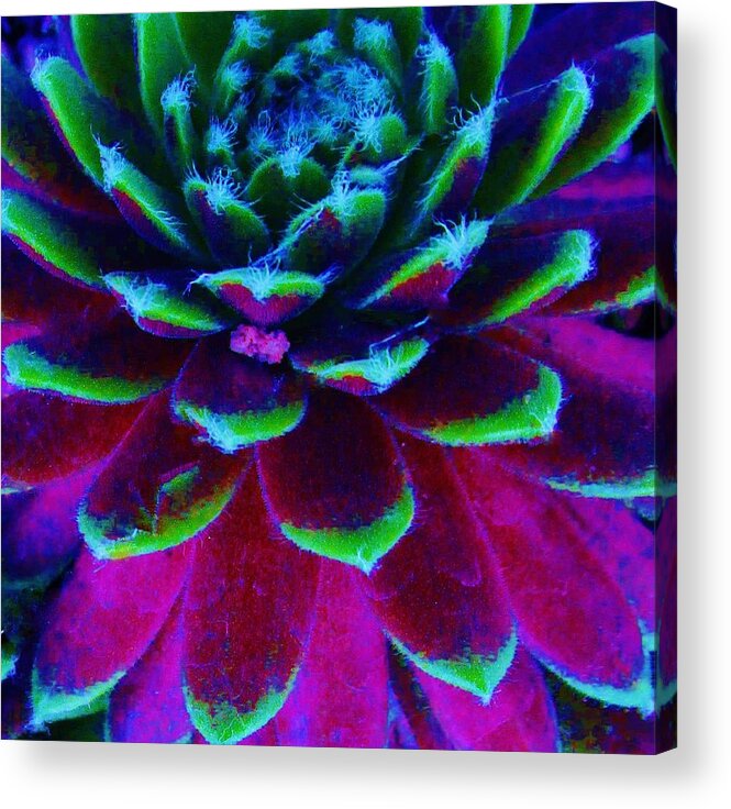 Succulent Acrylic Print featuring the photograph Succulent Abstract by Sharon Ackley